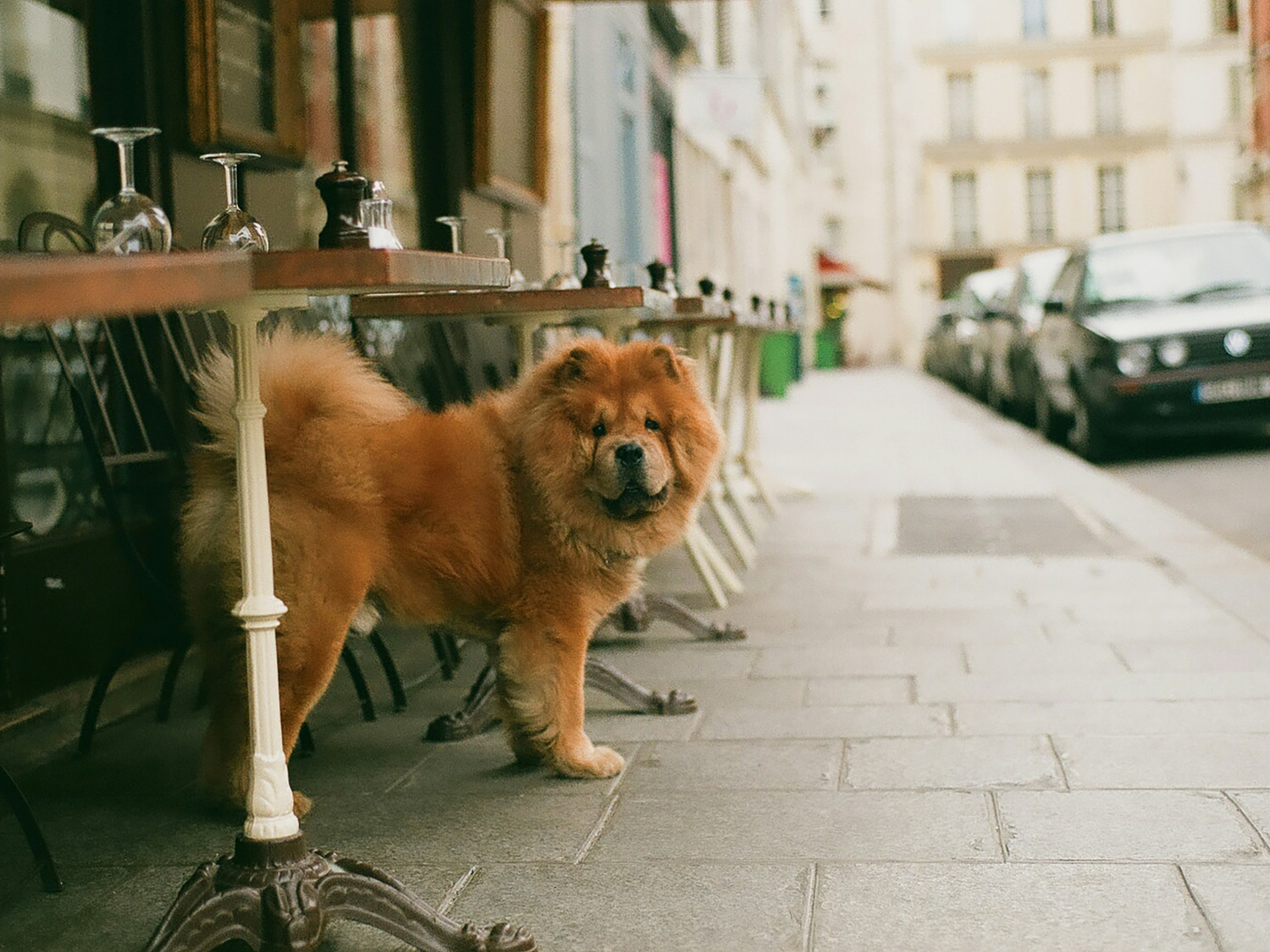 dogs-in-france dogs-in-france