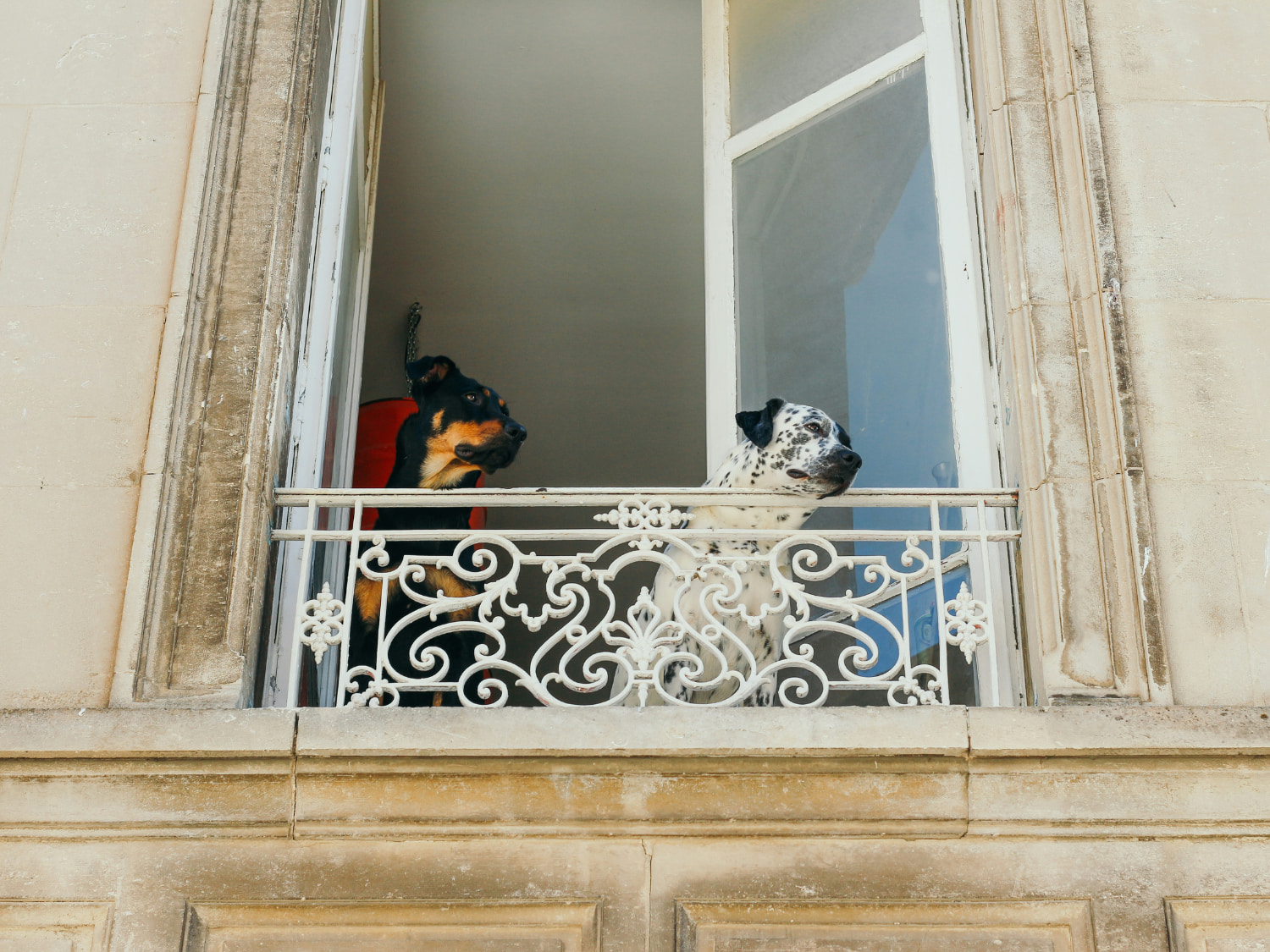 dogs in france dogs in france