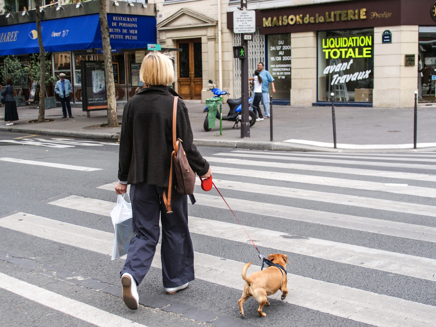 dogs in paris dogs in paris