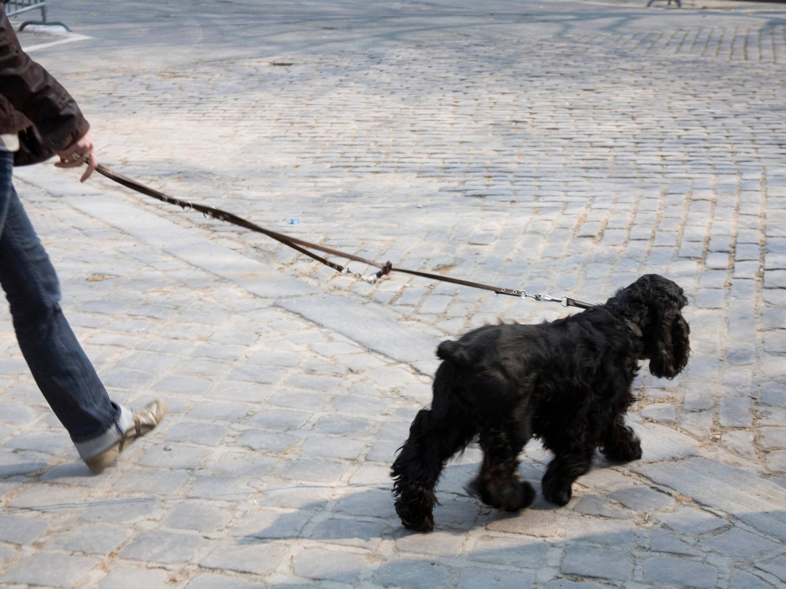 french-dogs french-dogs